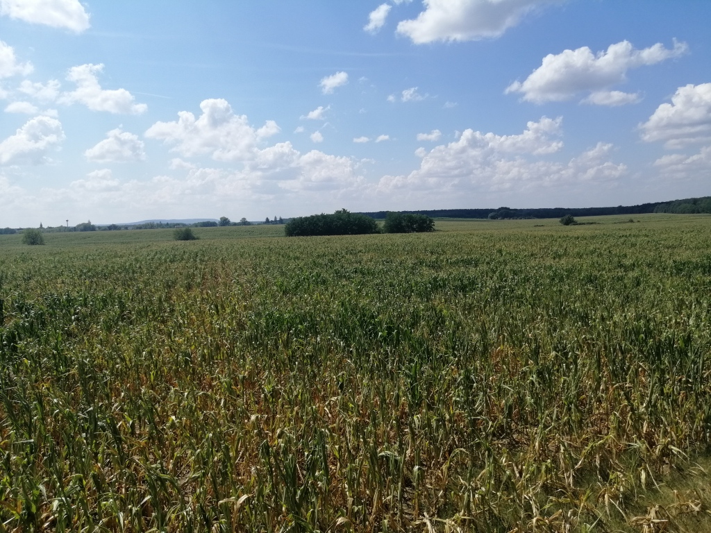 beillesztett kép
