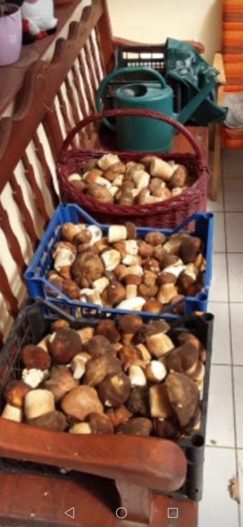 beillesztett kép