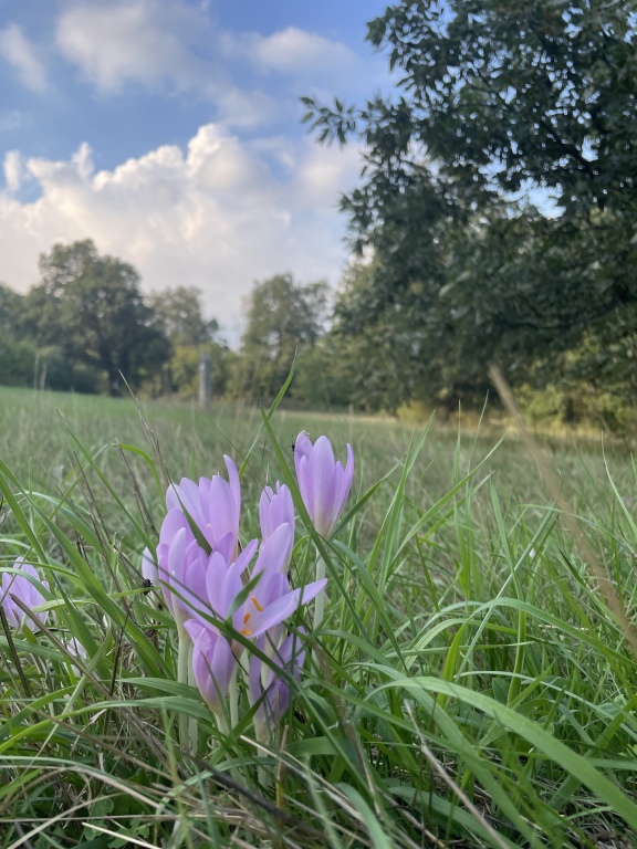 beillesztett kép