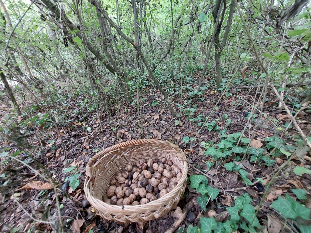 beillesztett kép