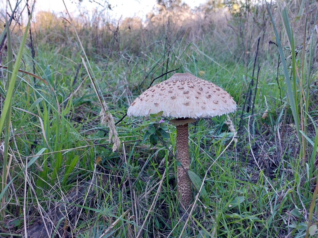 beillesztett kép