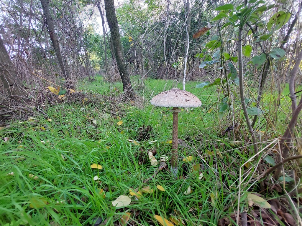 beillesztett kép