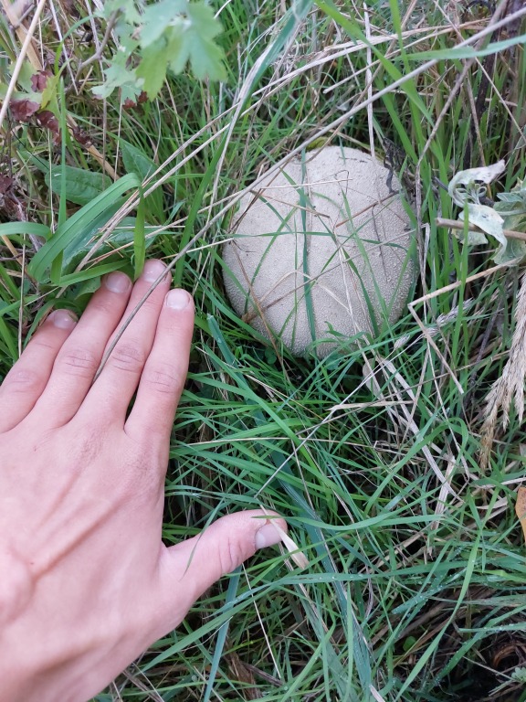 beillesztett kép