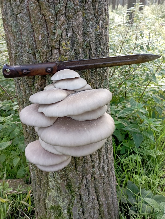 beillesztett kép