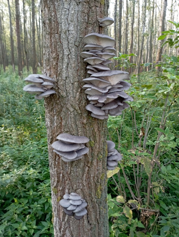 beillesztett kép