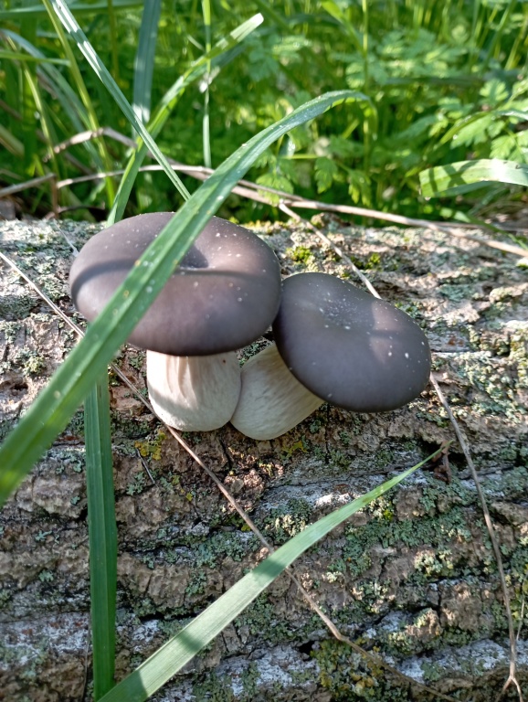 beillesztett kép