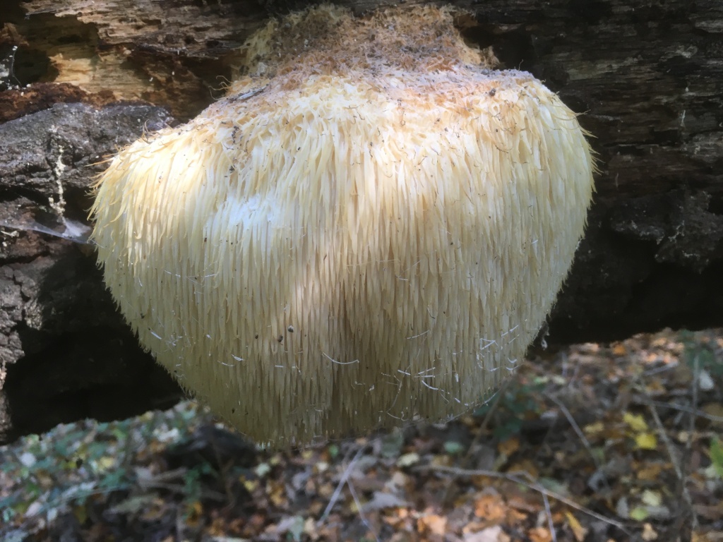 beillesztett kép