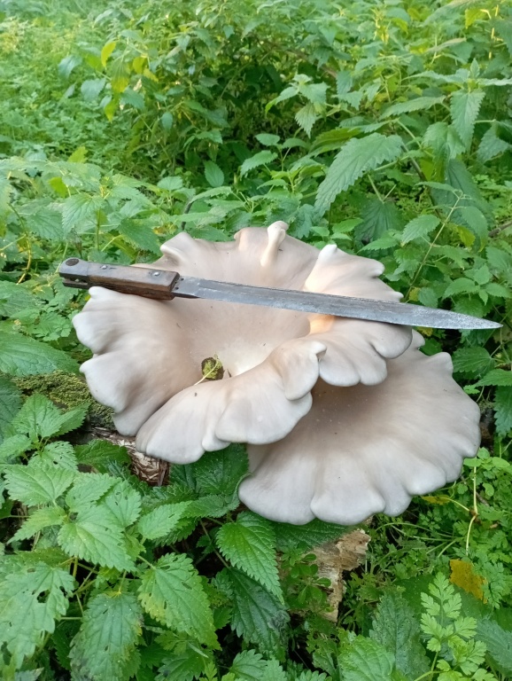 beillesztett kép