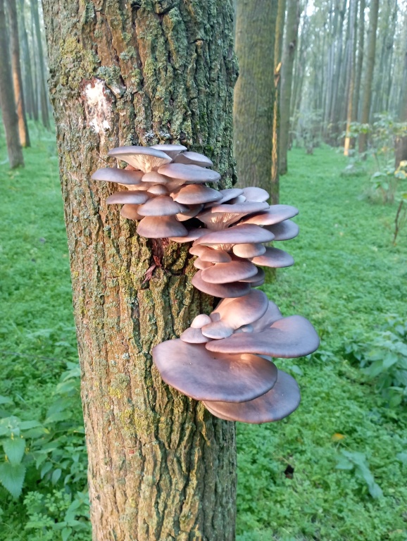 beillesztett kép