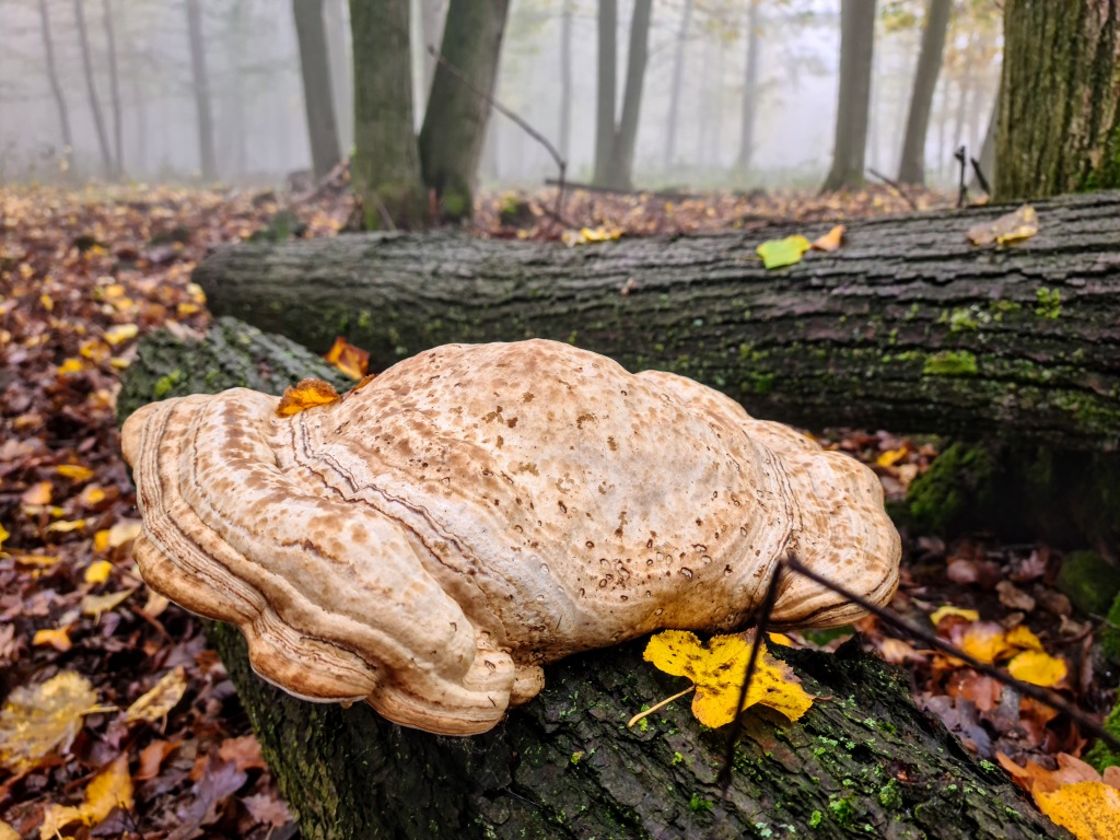beillesztett kép