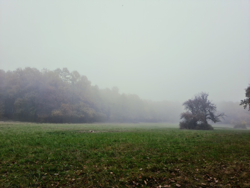 beillesztett kép