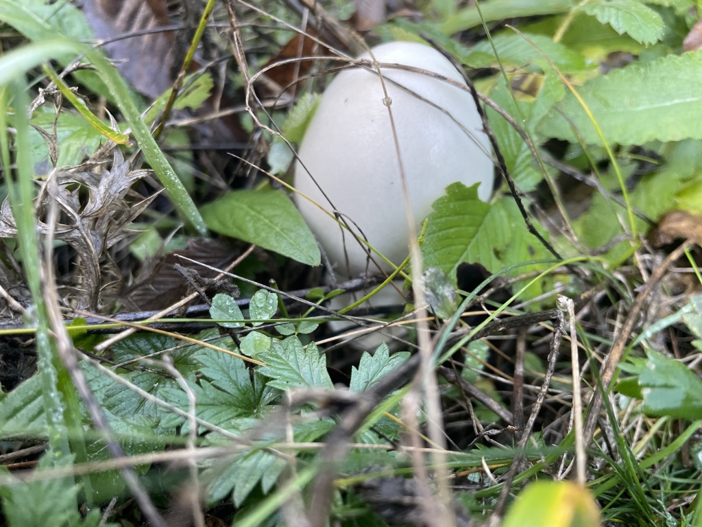 beillesztett kép