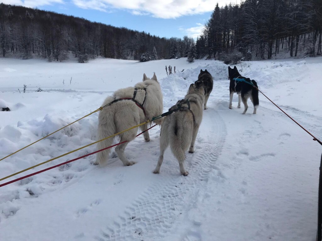 beillesztett kép