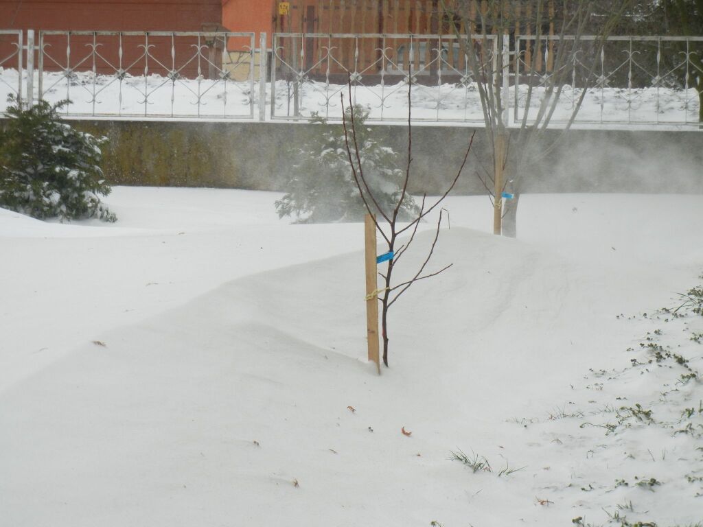 beillesztett kép