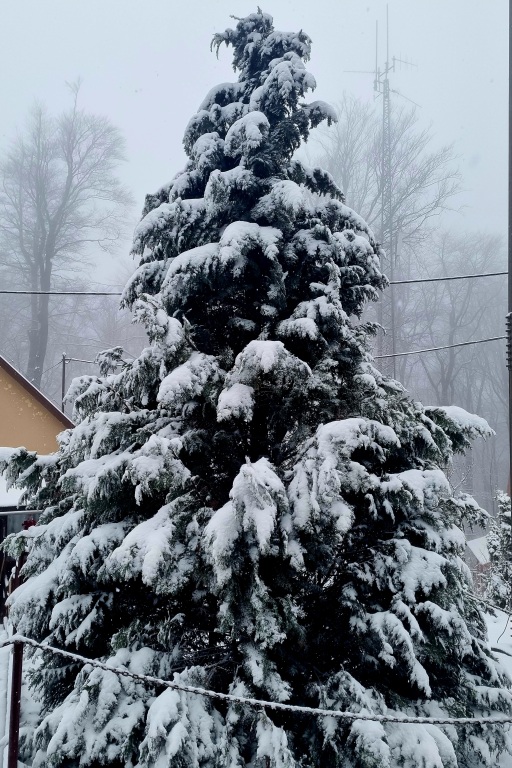 beillesztett kép