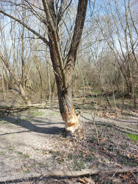 beillesztett kép