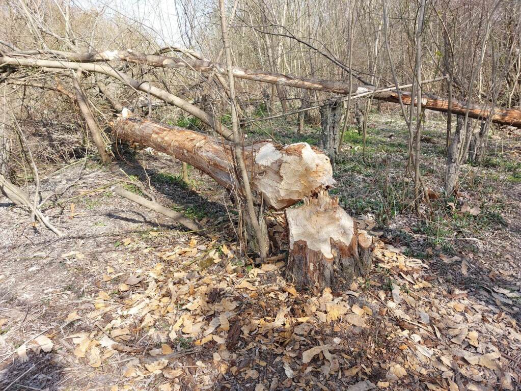 beillesztett kép