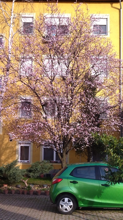 beillesztett kép