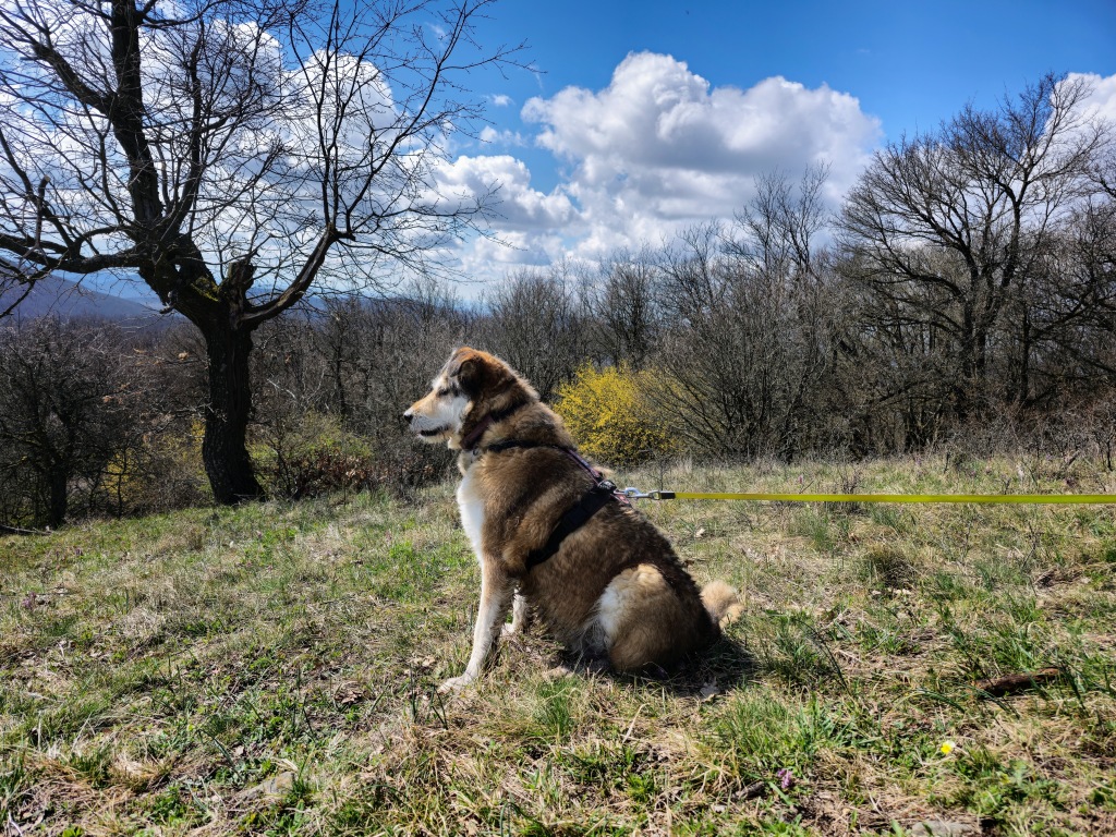 beillesztett kép
