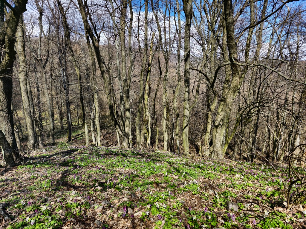 beillesztett kép