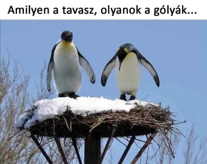 beillesztett kép